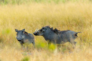 Warzenschweine im Moremi-Wildreservat