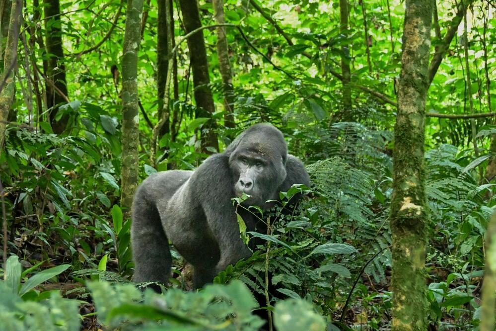 Berggorilla im Bwindi Wald 