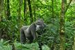Berggorilla im Bwindi Wald