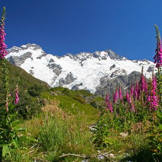 Blumen im Nationalpark 