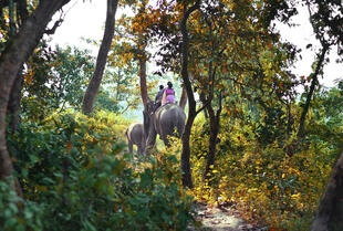 Elefantentour durch den Chitwan Nationalpark