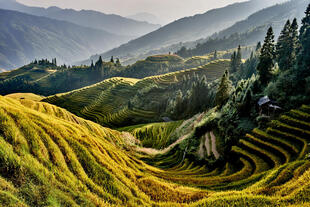 Reisterrassen bei Longsheng