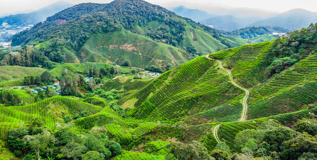Cameron Highlands