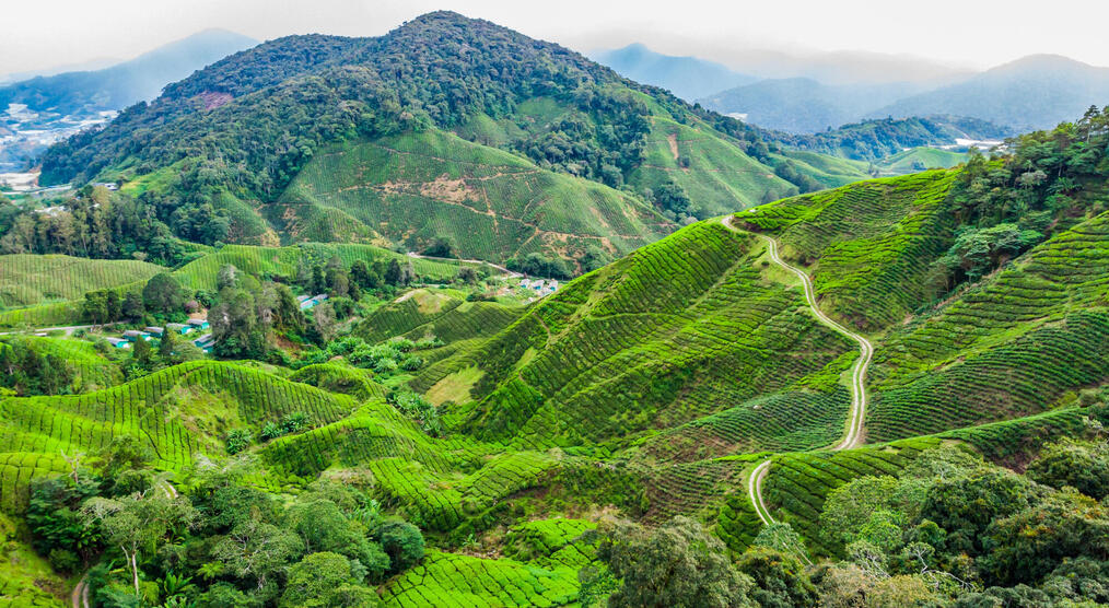 Cameron Highlands