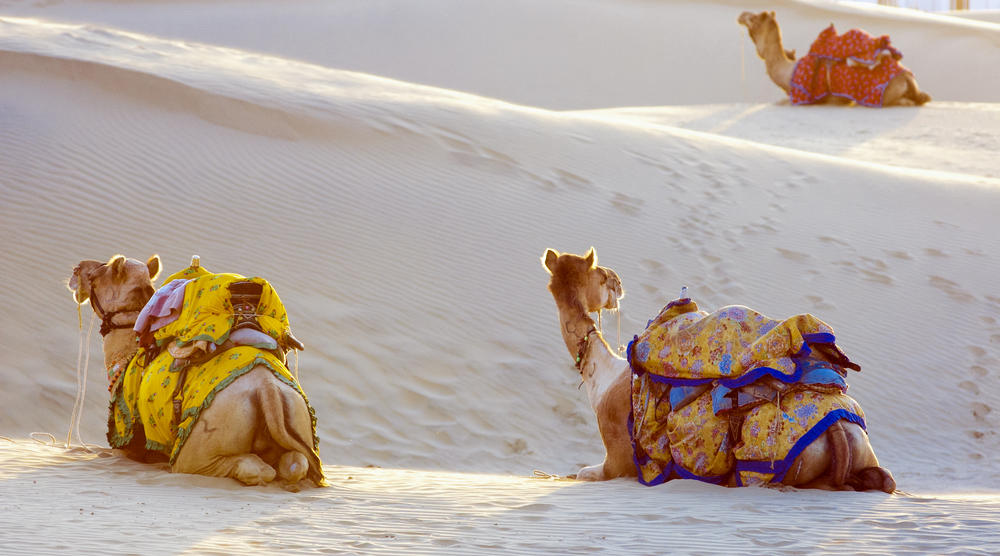 Kamele in der Wüste bei Jaisalmer