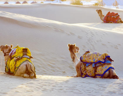 Kamele in der Wüste bei Jaisalmer
