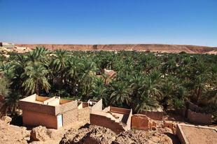 Oase in Ghardaia