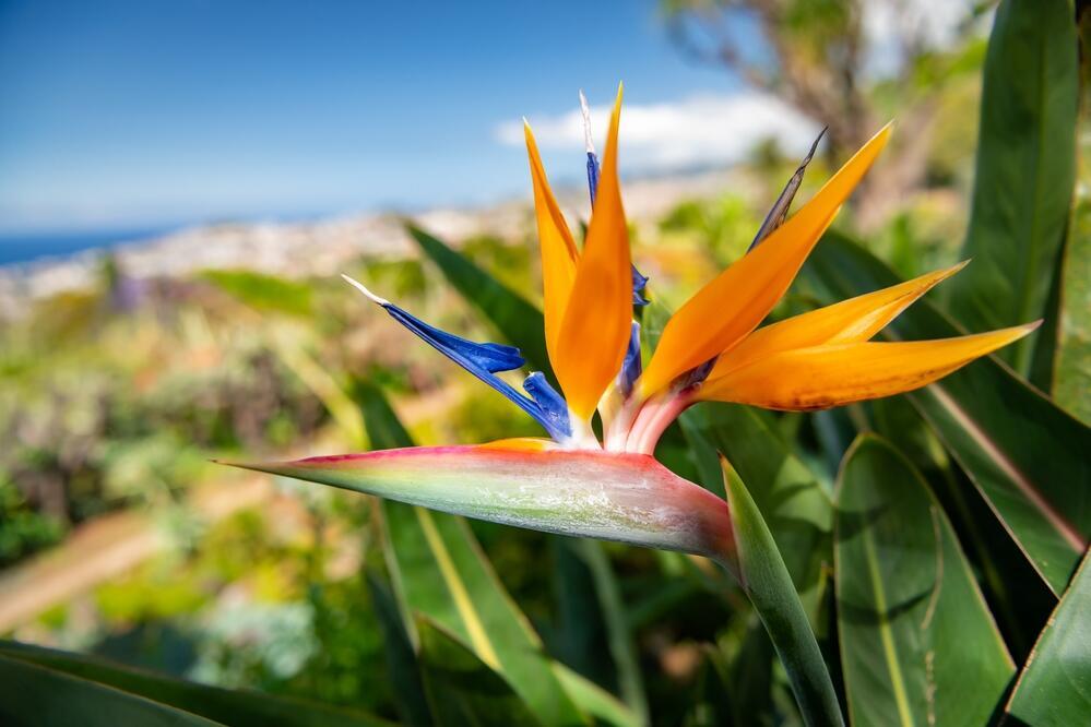Strelitzia Blume 