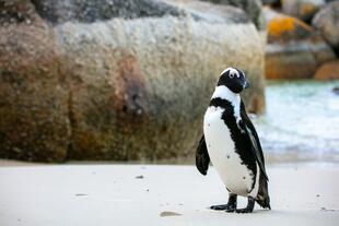 Pinguin am Boulders Beach