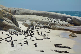 Pinguine am Boulders Beach