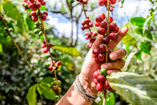 Reifende Kaffeebohnen in Antigua