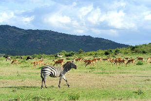 Tiere im Nairobi Nationalpark