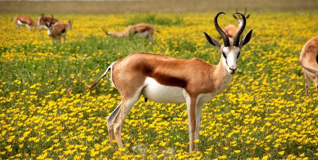 Antilope im Wildblumenmeer
