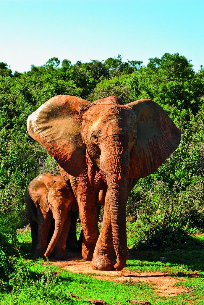 Elefanten im Addo  Elephant Nationalpark