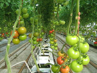 Gewächshaus mit Tomaten