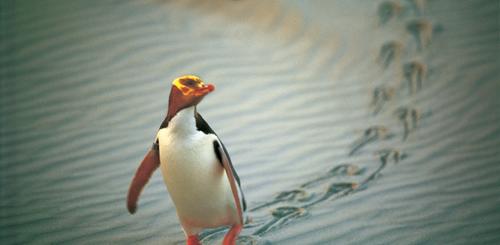 Pinguine in Dunedin 