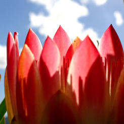 Protea - die Wappenblume Südafrikas