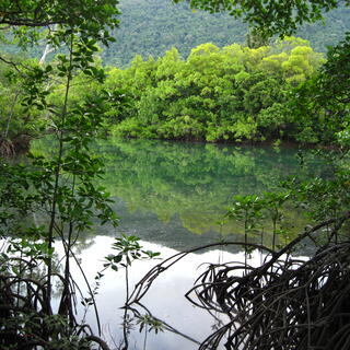 Daintree-Regenwald mit Magroven
