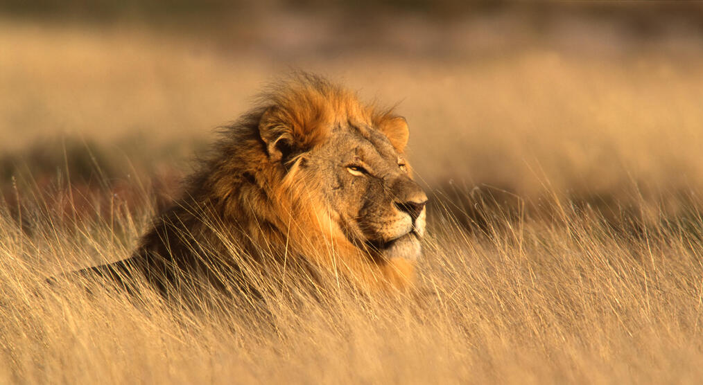 Beobachtung eines Löwen bei einer Namibia Rundreise