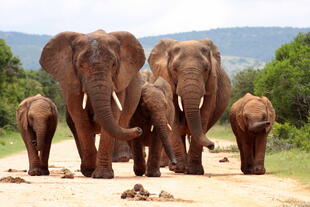 Elefanten im Krüger 