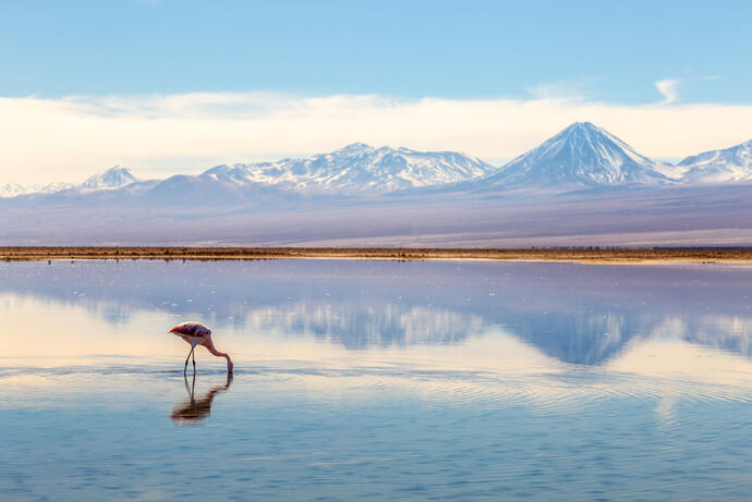 Flamingos in der Atacama Wüste 