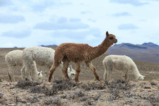 Lamas im peruanischen Gebirge
