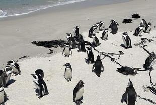 Pinguine am Boulders Strand