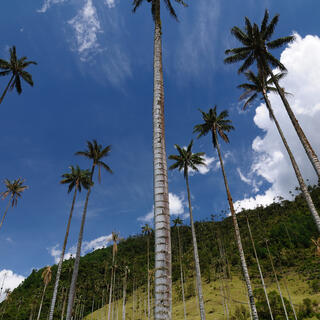 Wachspalmen im Cocora Tal
