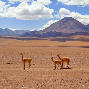 Chile: Vikunjas in der Atacama-Wüste