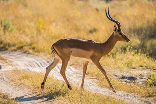 Impala im Nationalpark