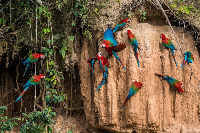 Lehmwand mit Papageien im Amazonas