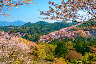 Nara im Frühjahr