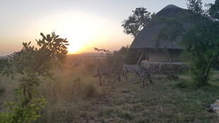 Zebras auf der Grumeti Hills Lodge