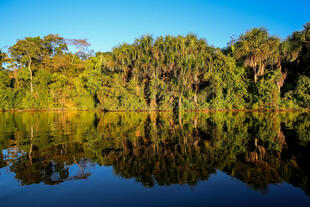 Amazonasgebiet bei Puerto Maldonado