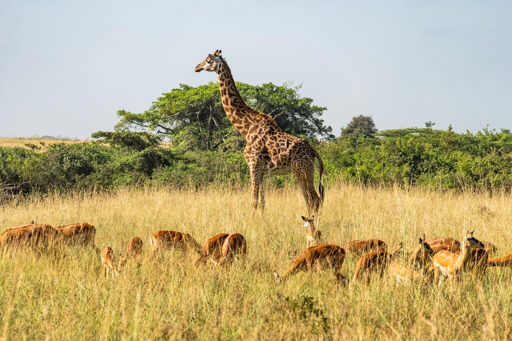 Giraffe und Impala bei einer Safari in Tansania 