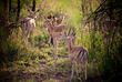 Impalas