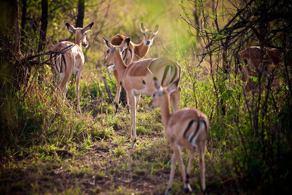 Impalas