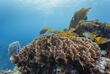 Korallen im Hol Chan Marine Reserve