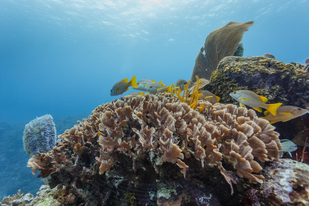 Korallen im Hol Chan Marine Reserve