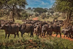 Büffel im Tarangire Nationalpark