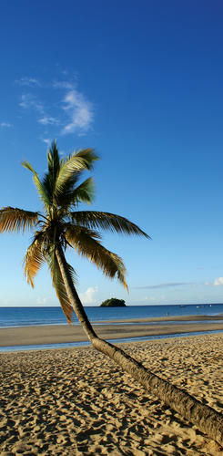 Kokosnusspalme am Strand von Madagaskar