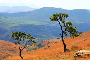 Landschaft der Drakensberge