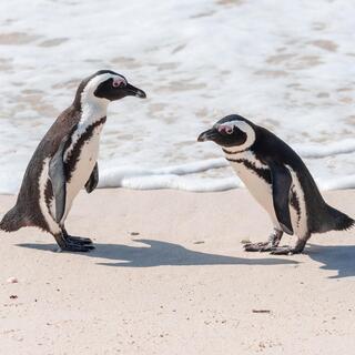 Pinguine in der False Bay Bucht