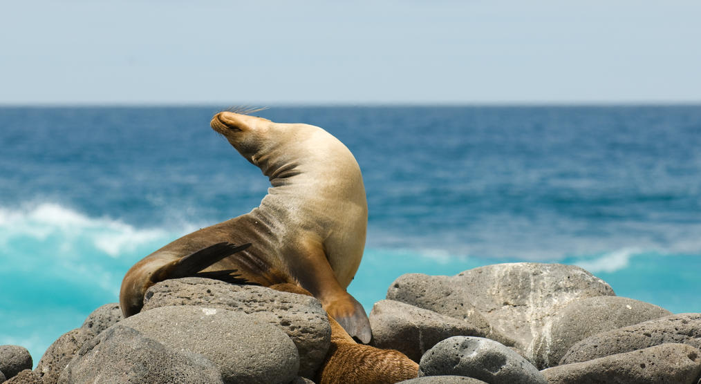 Seelöwen auf den Galapagos Inseln