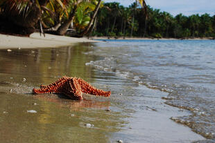 Starfish Beach