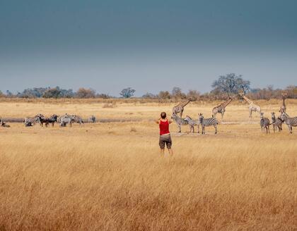 Giraffen, Zebras und Gnus im Moremi Wildreservat