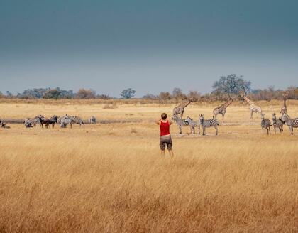 Giraffen, Zebras und Gnus im Moremi Wildreservat