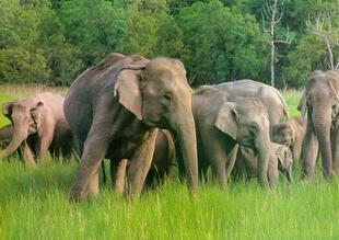 Indische Elefanten 