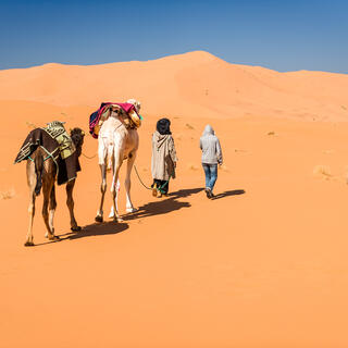 Kamele in Erg Chebbi