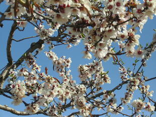 Mandelblütenzeit in Sizilien